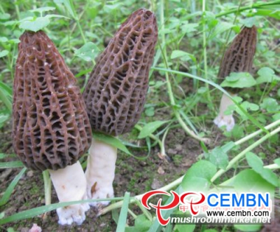 Chine Artificial Morels cultivation training course