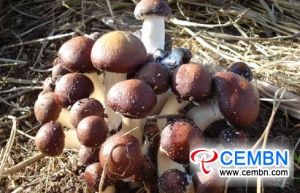Mushrooms cultivated via waste agricultural and forestry residues enhance revenues