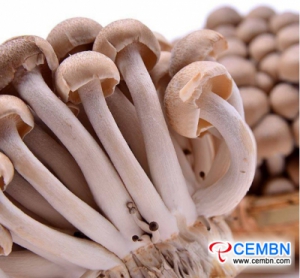 Shanghai Jiangqiao market: analysis of mushroom price