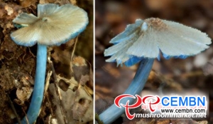New blue mushroom was found in Yunnan Province, China