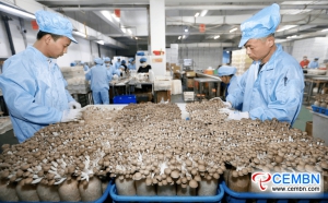 Shandong Province: Industrialized mushrooms send out fragrance to oversea countries