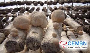 Mushroom industry contributes to recycling waste materials