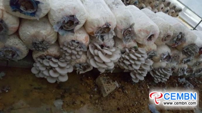 Farmers turn Oyster mushroom growing into a cash cow