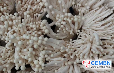 Cultivation technology of Seafood mushroom