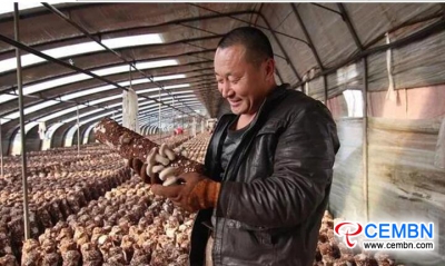 Farming Shiitake mushrooms to generate the daily incomes of 3000 CNY