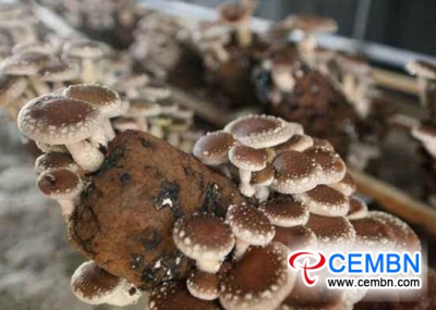 Now it is the good time for mushroom cropping in China, but which is the most profitable variety?