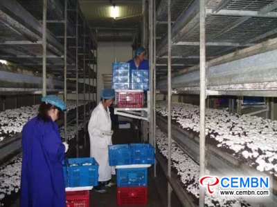 Mushroom Growing: The Sunrise Industry in Xiyang County, Shanxi Province of China