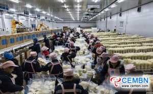 King of Enoki mushroom production in Southwest China enjoys good output and sales