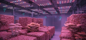 From crop to platform, how fungi are entering the AI era