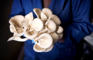 Oyster mushroom goes in the “Doubleganger and Zwarma”