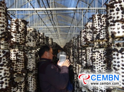 Yunnan Province: Black fungus Culture which owns independent intellectual property rights emerges