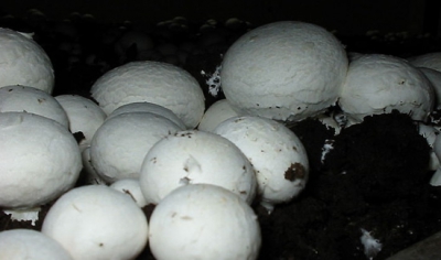 Learn how mushrooms are grown from someone who grows them