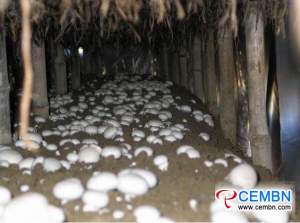 Guangxi Zhuang Autonomous Region of China: Overall benefit of mushroom industry is favorable