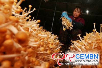 Mushroom industry is full of vitality