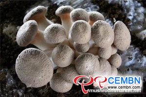 Trial cultivation of new mushroom variety obtained its success