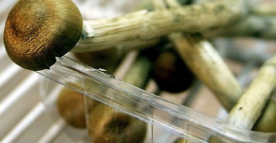 IPO Beckons for Magic Mushroom Research Into Depression
