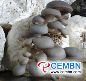 Funing County: Annual output value on mushroom industry obtains 40.94 million CNY