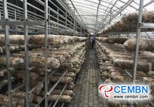 Mushroom-stick production base that covers 6000 square meters will be built