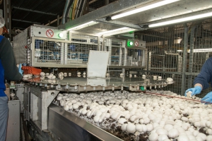 The benefits of hybrid harvesting - Mycionics