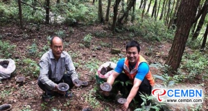 Wild-stimulated Ganoderma cultivation lights up an affluent path for growers