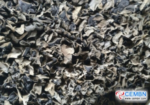 Mushroom industry leads quick development trend in Yanbian Prefecture