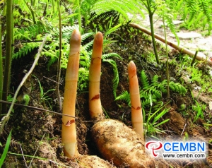 Gastrodia industry wins annual sales of hundreds of million CNY