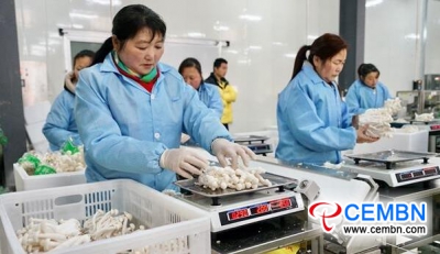 Seafood mushroom production reveals evident economic benefits