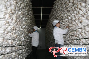 Sichuan Province: Xinghe Company goes green and ecological way of mushroom production