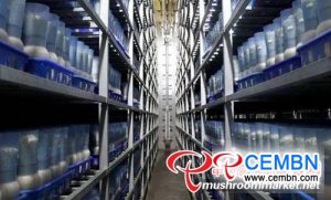 Mushroom project which holds 700,000 bottles of daily output started its construction