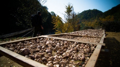 “Peanut + Shiitake mushroom” promotes the green industrial cycle