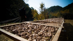 &ldquo;Peanut + Shiitake mushroom&rdquo; promotes the green industrial cycle