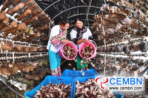 Shiitake mushroom farming broadens the road of prosperity