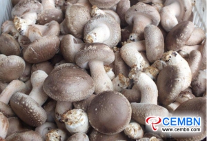 Desirable results of mushroom export has been shown from Jan to Aug