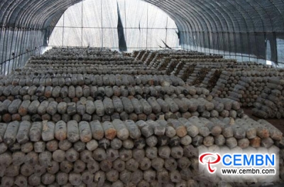 The successful operation of stick factory of Black fungus twirls the employment