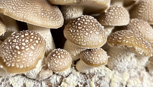 Fermentation breakthrough unlocks high-value shiitake compounds