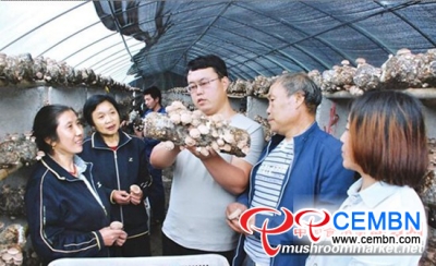 Shiitake cultivation implies a booming future
