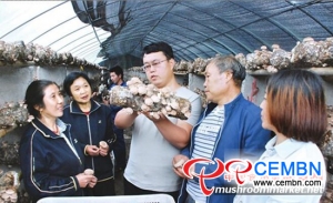 Shiitake cultivation implies a booming future