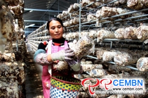 Mushroom cultivation leads 300 people to get jobs
