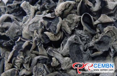 Hunan: Black Fungus Cropping Fattens Wallet of Growers