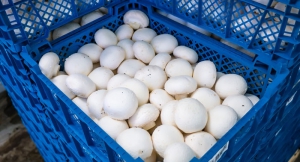 Mushroom Volume Hits Record High; Prices Continue to Rise