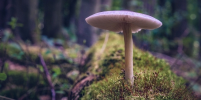 Mushrooms serve as &#039;main character&#039; in most ecosystems