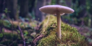 Mushrooms serve as &#039;main character&#039; in most ecosystems