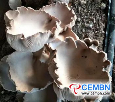 New rare mushroom variety: Bear’s paw mushroom is at the market price of 15 CNY per kg