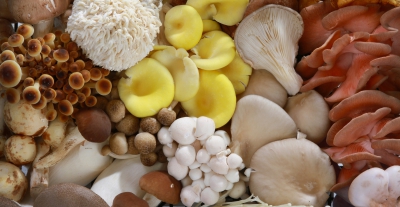 Mushrooms redefining agriculture, health, and industry