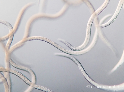 e-nema at the Mushroom Days: natural power for healthy mushrooms