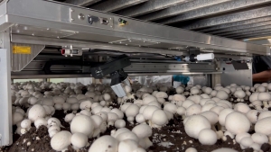 Building the future of mushroom farming: the Mycionics journey