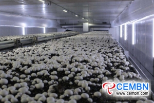 Jiangxi Province of China: The Button mushroom workshop carries annual output value of 300 million C