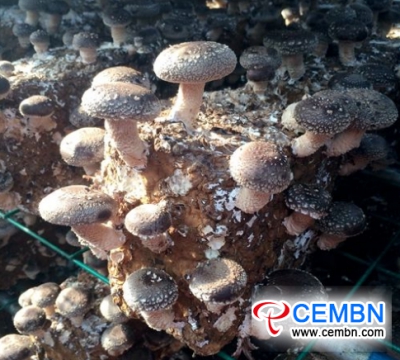 Mushroom industry is in fast development speed in Huichuan Zone, Guizhou of China