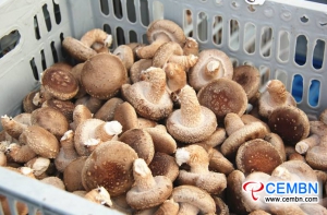 Guizhou Dili Logistics Park: Analysis of Mushroom Price