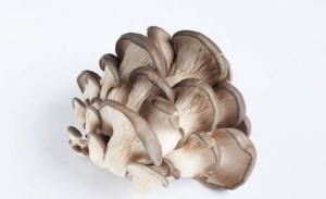 Shanxi Hexi Market: Analysis of Mushroom Price